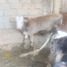 ÖKİZ