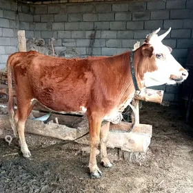 Bogaz gulajyn