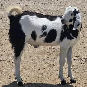 mitis Pakistan tekeler