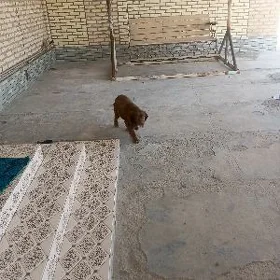 awcy it снапель