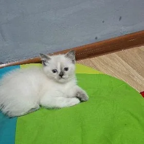 Giz pișik