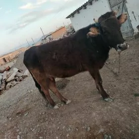 Goleli sygyr