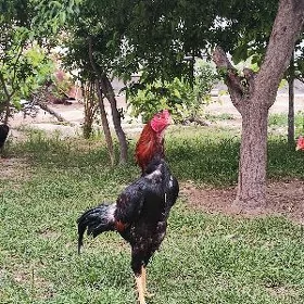 Horaz