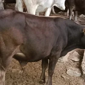 okuzçe