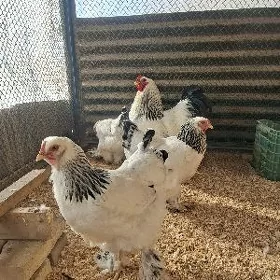 Brama ak Çil arassa tohum