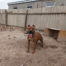 pitbul amerikanka