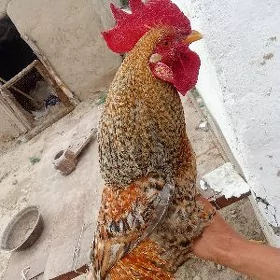 paroda towuk we horaz