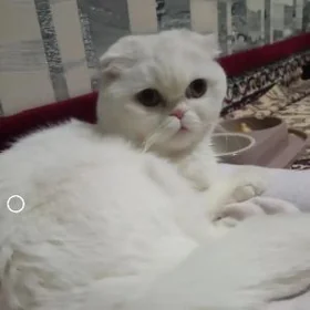 шатлан