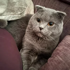 кот