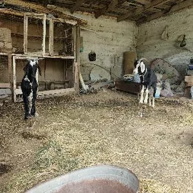 Geci Erkec