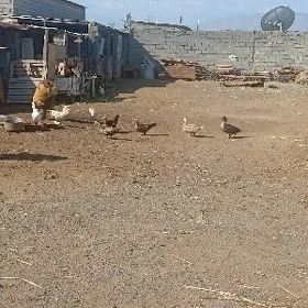 товук