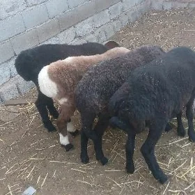 giÿun