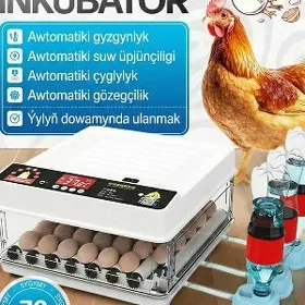 Inkubator 70 lik