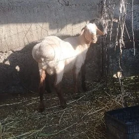 işşek tokly goýun