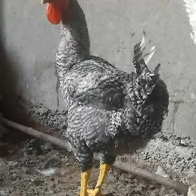 Gigant towuk i horaz gysdagly