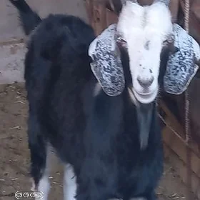 dog geçi