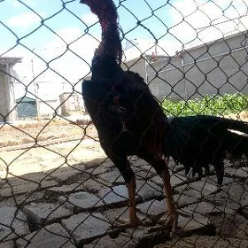 Horoz