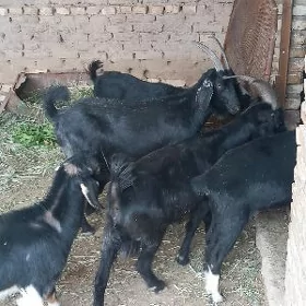 Bakylan geçiler Çebişler