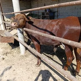 Öküz