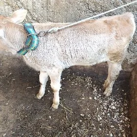 goleli sygyr