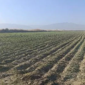 Ekin ýer 4 gk