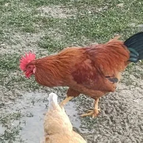 HORAZ