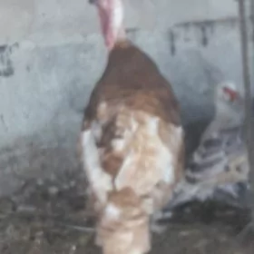 avgan induk