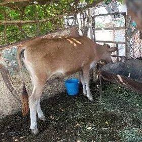 GULAJYN GÖLE