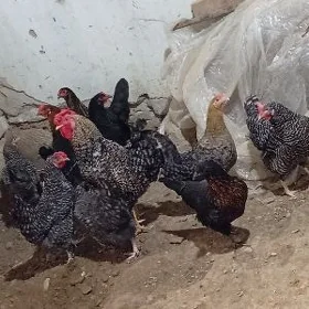 Towuklar