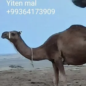Yiten DÜYE