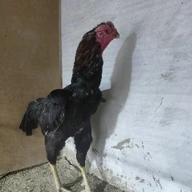 байсог хораз