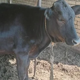 Göleler