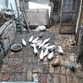 голуби