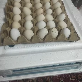 yaponcik yumurtga
