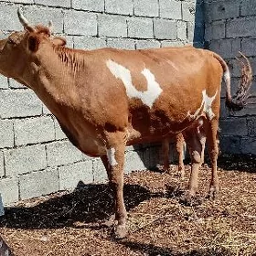 goleli sygyr