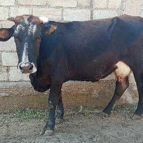 sygyr okuz