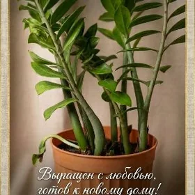 Замиокулькас