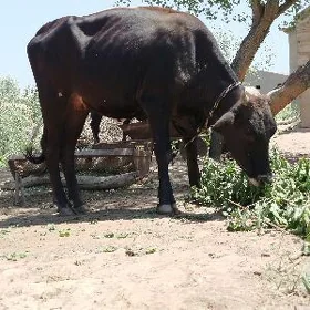 sygyr