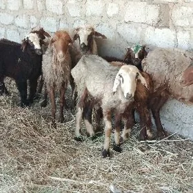 Guzyly Goyyn
