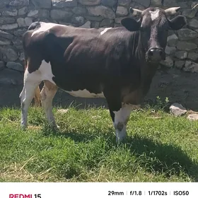 BAKYLAN SYGYR