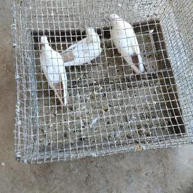 kepderi