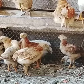 jüjeler  2 ajüjeler 2aýlyk