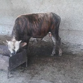 öküz