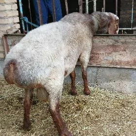 Kockar