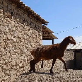 goýun işek