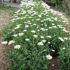 Romaşka gül