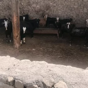 geci