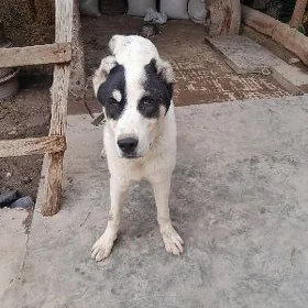 copan kucuk