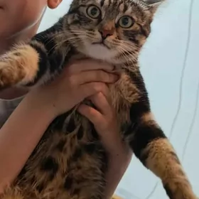 Pişik ýitdi