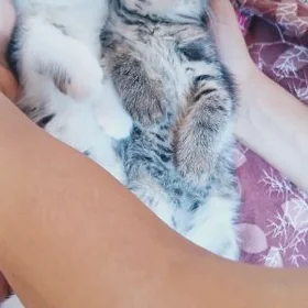 котята